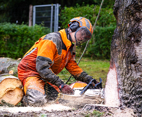 Eike Schnoor Baumprojekte - Eike Schnoor